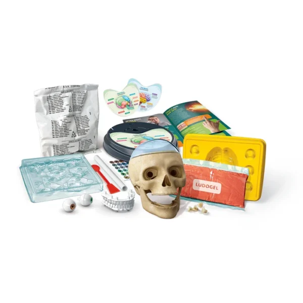 Clementoni Montessori Crazy Anatomy Lab 61520 - Image 4