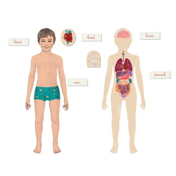 Clementoni Montessori The Human Body - Image 2