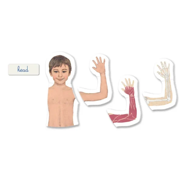 Clementoni Montessori The Human Body - Image 4
